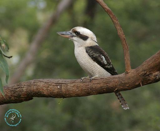 Kookaburra 9Y180D-182.JPG